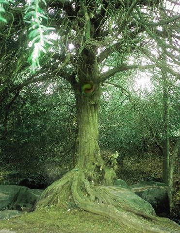 Description: Description: tree